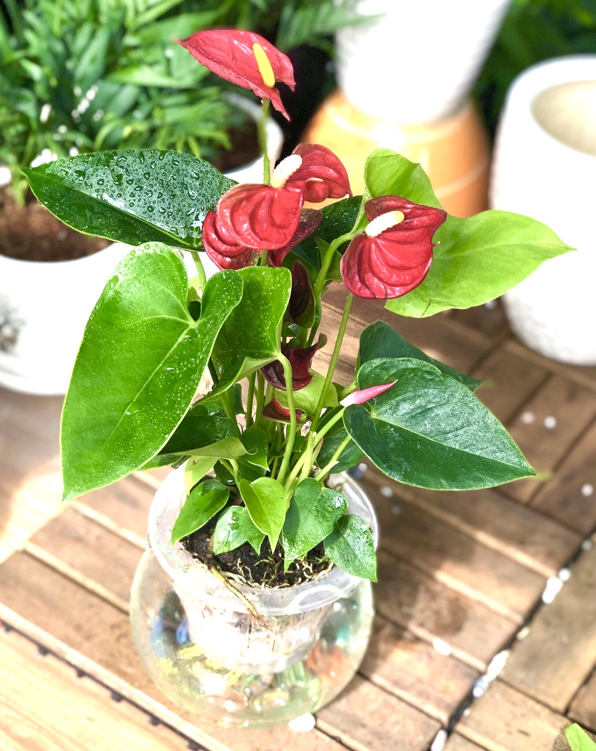 2_cây hồng môn đỏ thuỷ canh_250k (1)