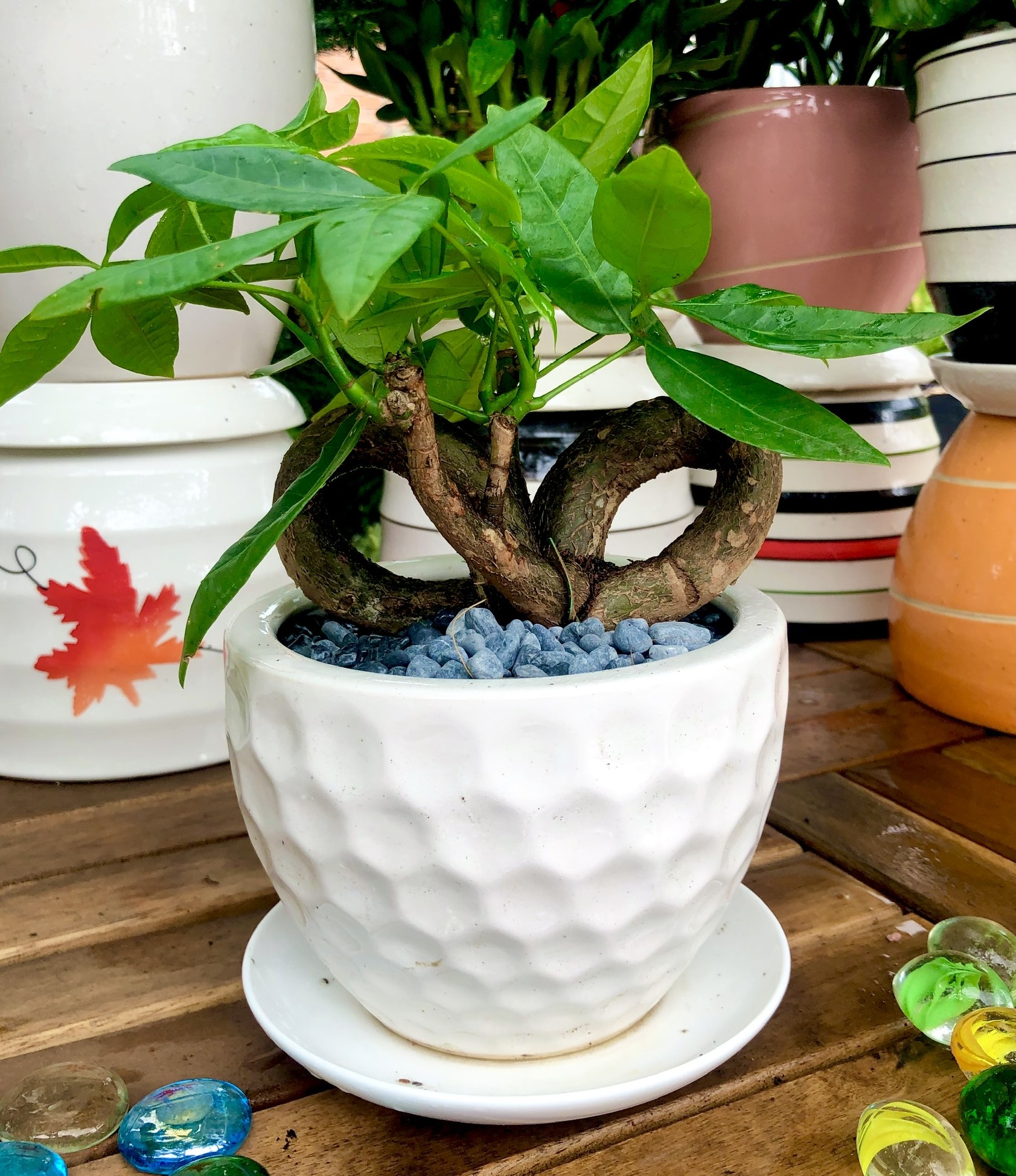 116_chậu sứ cây kim ngân nơ_150k
