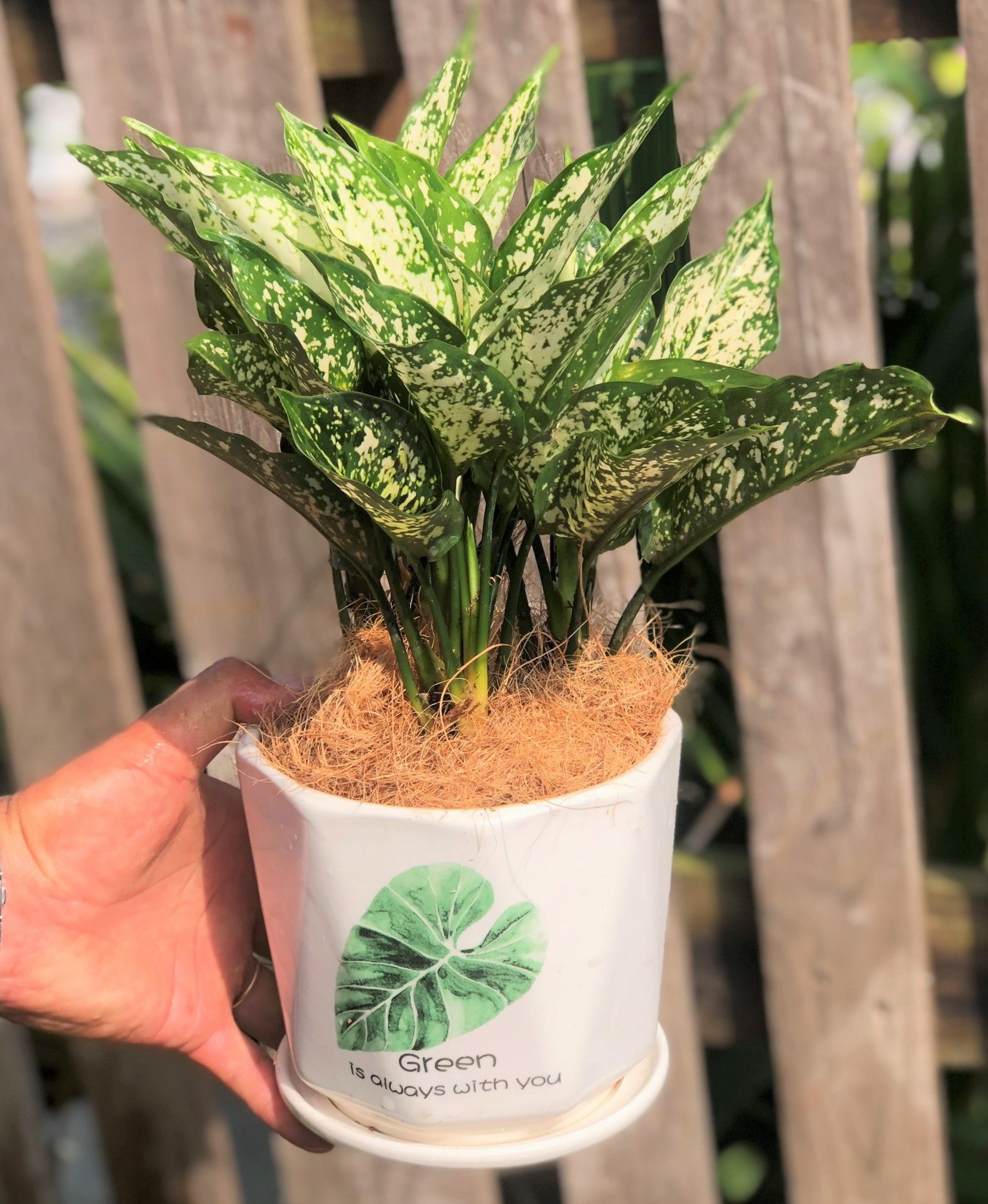 64_714_chậu sứ cây Ngọc Ngân 150k (1)