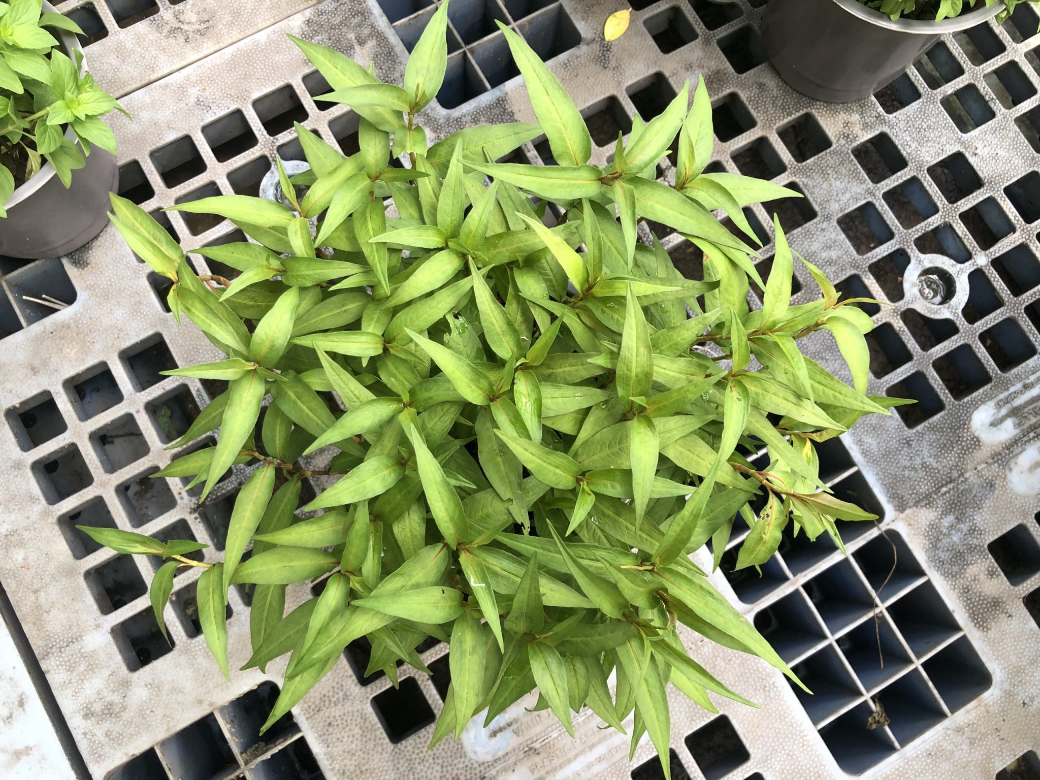Chậu cây rau răm – Vườn Nhiệt Đới